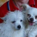 Photo of Peanuts
