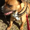 Photo of Thor