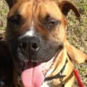 Photo of Thor