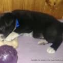 Photo of Puppy Podge (Adopted 11/2013)