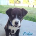 Photo of Puppy Podge (Adopted 11/2013)