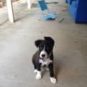Photo of Puppy Podge (Adopted 11/2013)