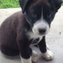 Photo of Puppy Podge (Adopted 11/2013)