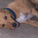 Photo of Daisy (Adoptedby Carer)~ Free To A Suitable Home ~