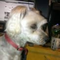 Photo of Otis