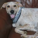 Photo of Evie (D2195) 