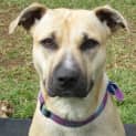 Photo of Nell   Cat Friendly Sweet Girl