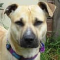 Photo of Nell   Cat Friendly Sweet Girl