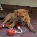 Photo of Cooper