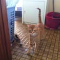 Photo of Puss