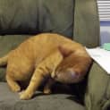 Photo of Puss