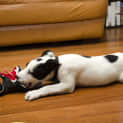 Photo of Indy