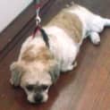 Photo of Buttercup