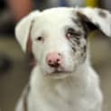 Photo of Stevie (The Wonder Pup)