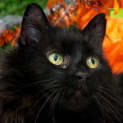 Photo of Peaches