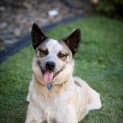 Photo of Rusty