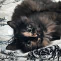 Photo of Evie