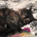 Photo of Evie