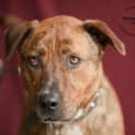 Photo of Ellie $200 Staffy Special!! Id17889