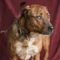 Photo of Ellie $200 Staffy Special!! Id17889