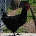 Photo of Blackie