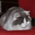 Photo of Mariasha