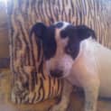 Photo of Rosie...Our Snuggle Bunny!