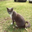 Photo of Socks