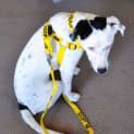 Photo of Boo (Adopted By Foster Carer 9/2014)