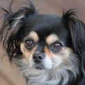 Photo of Boo