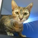 Photo of Toggles