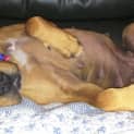 Photo of Ruby (2) (Adopted 23/12/13)