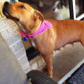 Photo of Ruby (2) (Adopted 23/12/13)