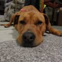 Photo of Ruby (2) (Adopted 23/12/13)