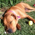 Photo of Ruby (2) (Adopted 23/12/13)