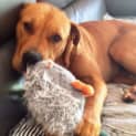 Photo of Ruby (2) (Adopted 23/12/13)