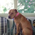Photo of Ruby (2) (Adopted 23/12/13)