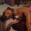 Photo of Ruby (2) (Adopted 23/12/13)