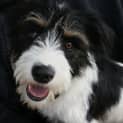 Photo of Ben