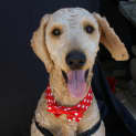 Photo of Humphrey