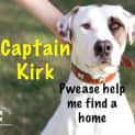 Photo of Captain Kirk **Urgent Foster Carer Needed**
