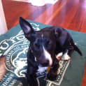 Photo of Ebony