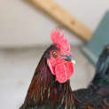 Photo of Blackie