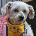 Photo of Bella (2) (On Trial 4/11/13)