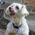Photo of Bella (2) (On Trial 4/11/13)