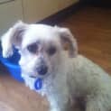 Photo of Bella (2) (On Trial 4/11/13)