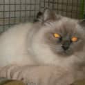 Photo of Saffy