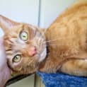 Photo of "Gin Gin" Purrfect Match