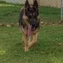 Photo of Bella On Trial In Her New Home