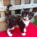 Photo of Mitzy
